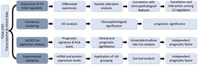 Development and Validation of an m6A RNA Methylation Regulator-Based Signature for Prognostic Prediction in Cervical Squamous Cell Carcinoma